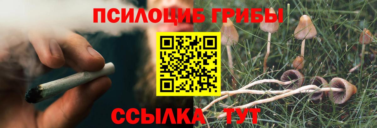 Гудермес  Псилоцибиновые грибы Psilocybe  Псилоцибиновые грибы Psilocybe  Вход с VPN 